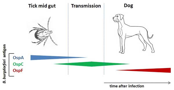 C6 Lyme Disease Test For Dogs